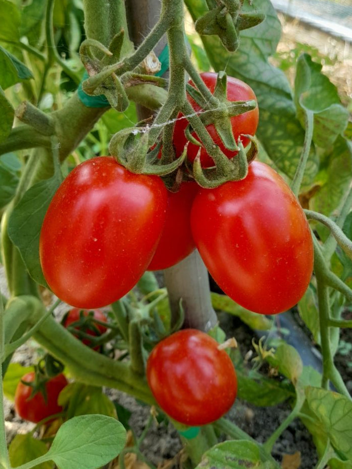 POMODORO PIXEL (CASSETTA 6KG)